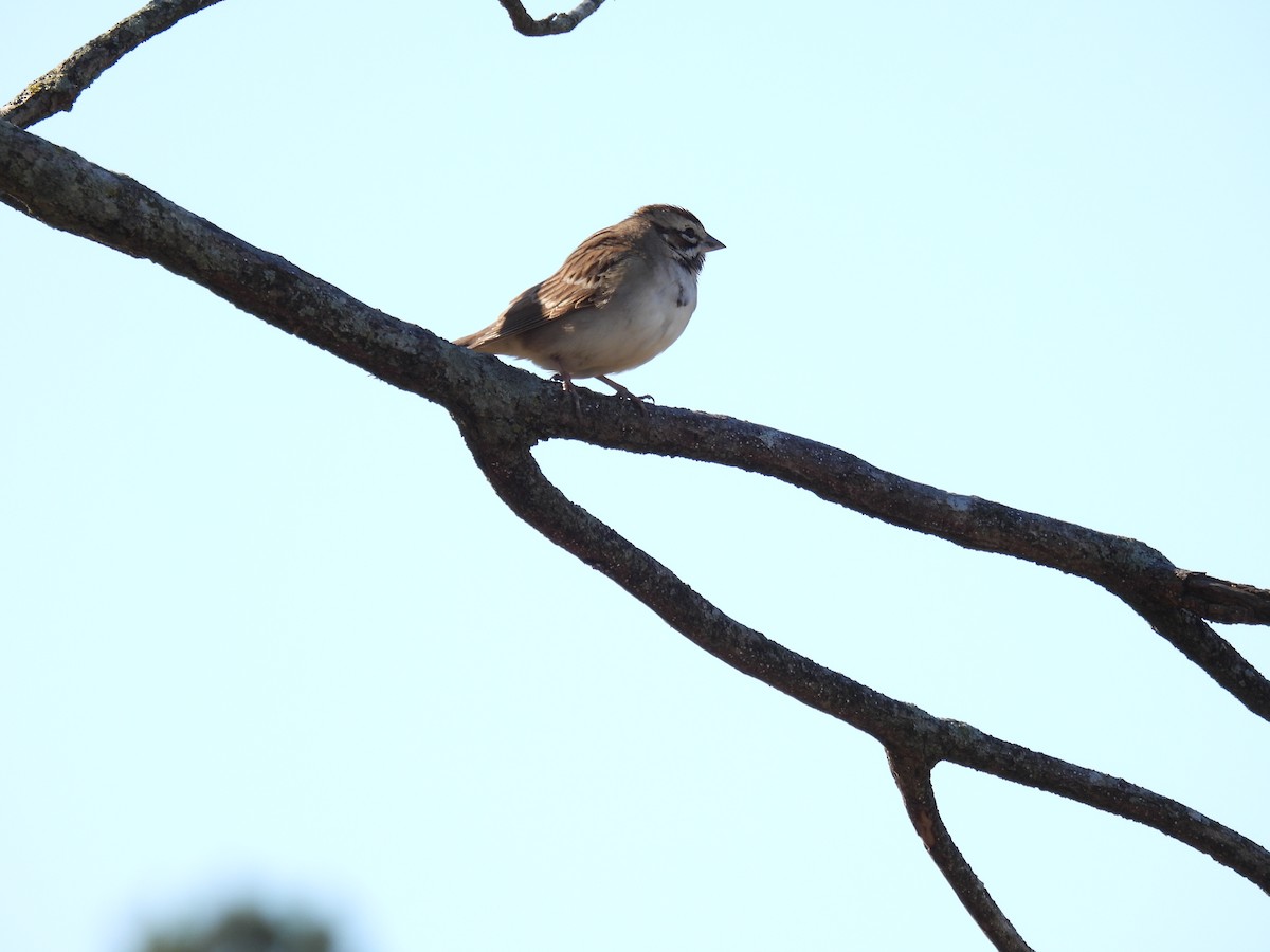 Lark Sparrow - ML645085623