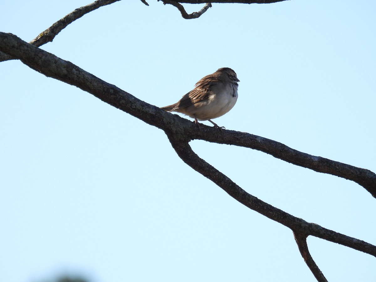 Lark Sparrow - ML645085625