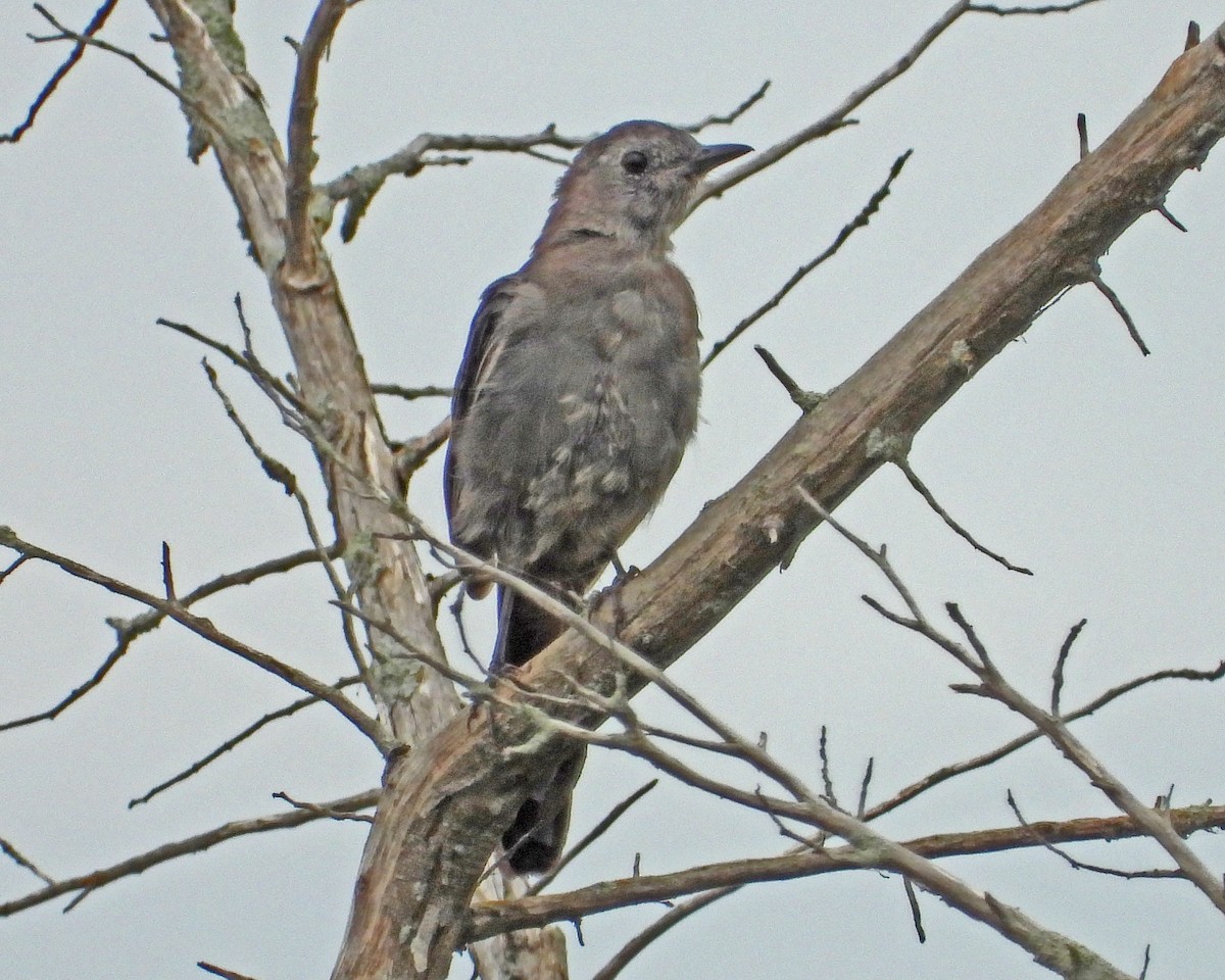 Gray Catbird - ML645085636