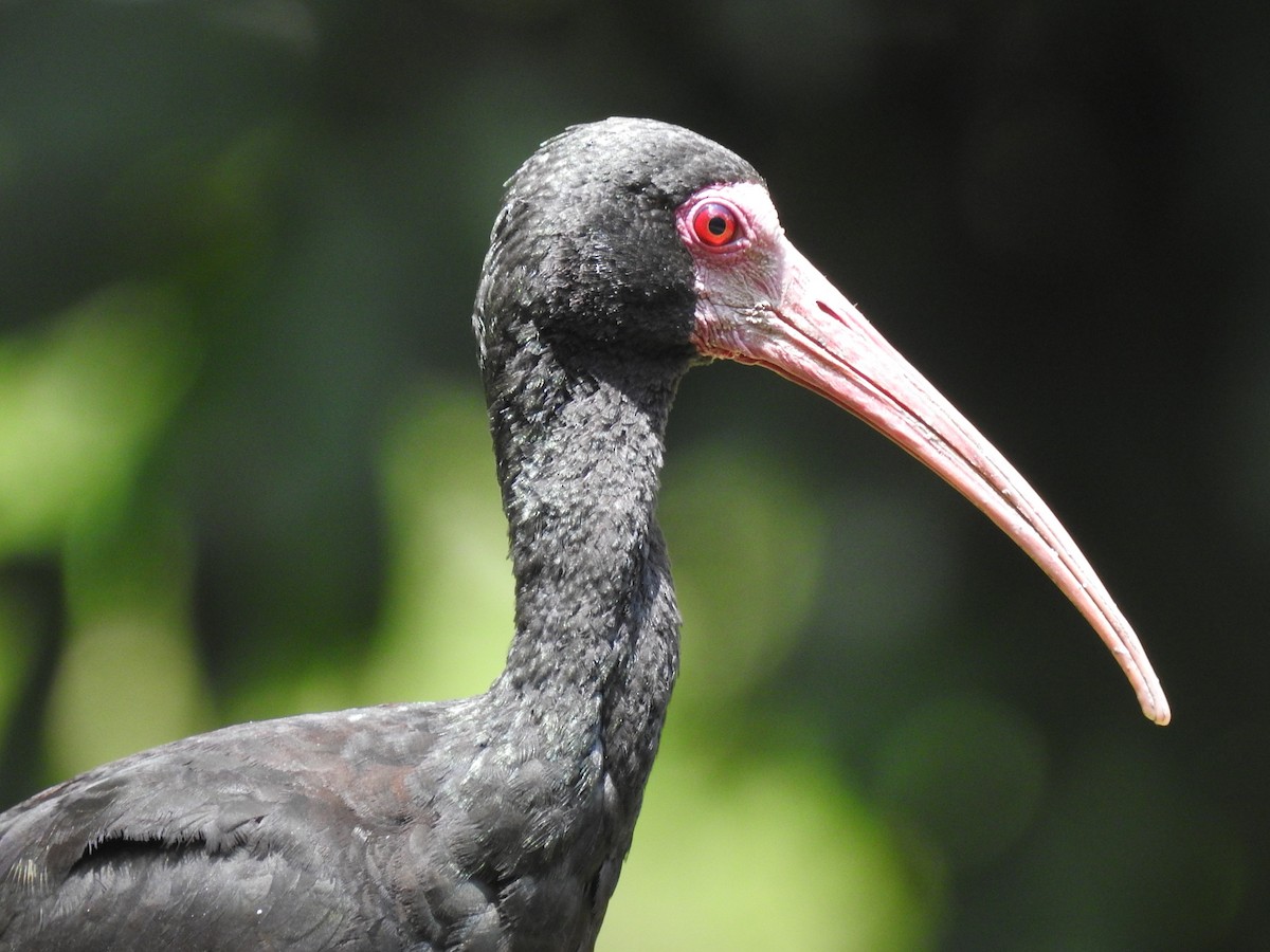 Ibis Afeitado - ML645085638