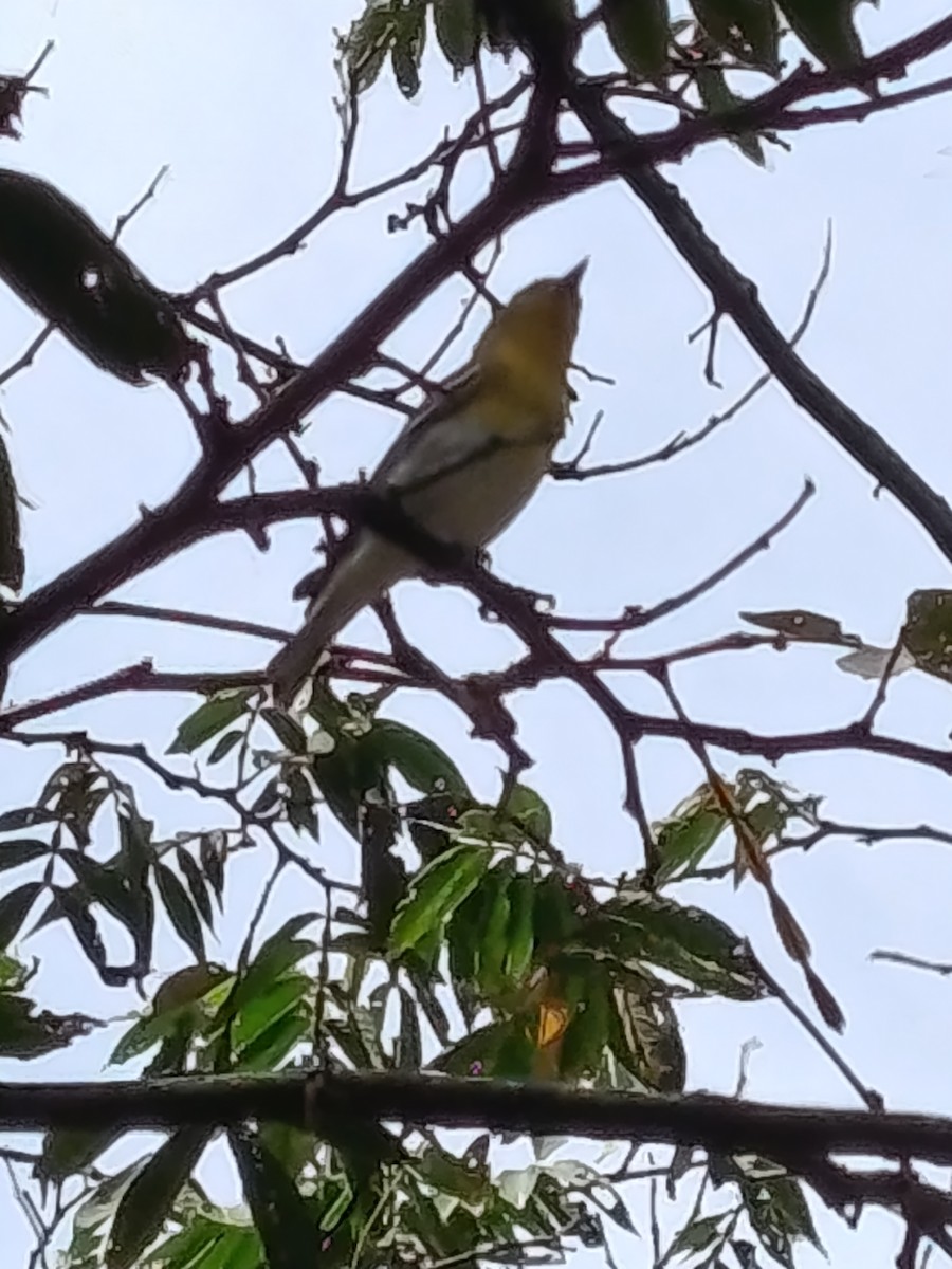 Yellow-throated Vireo - ML645085640