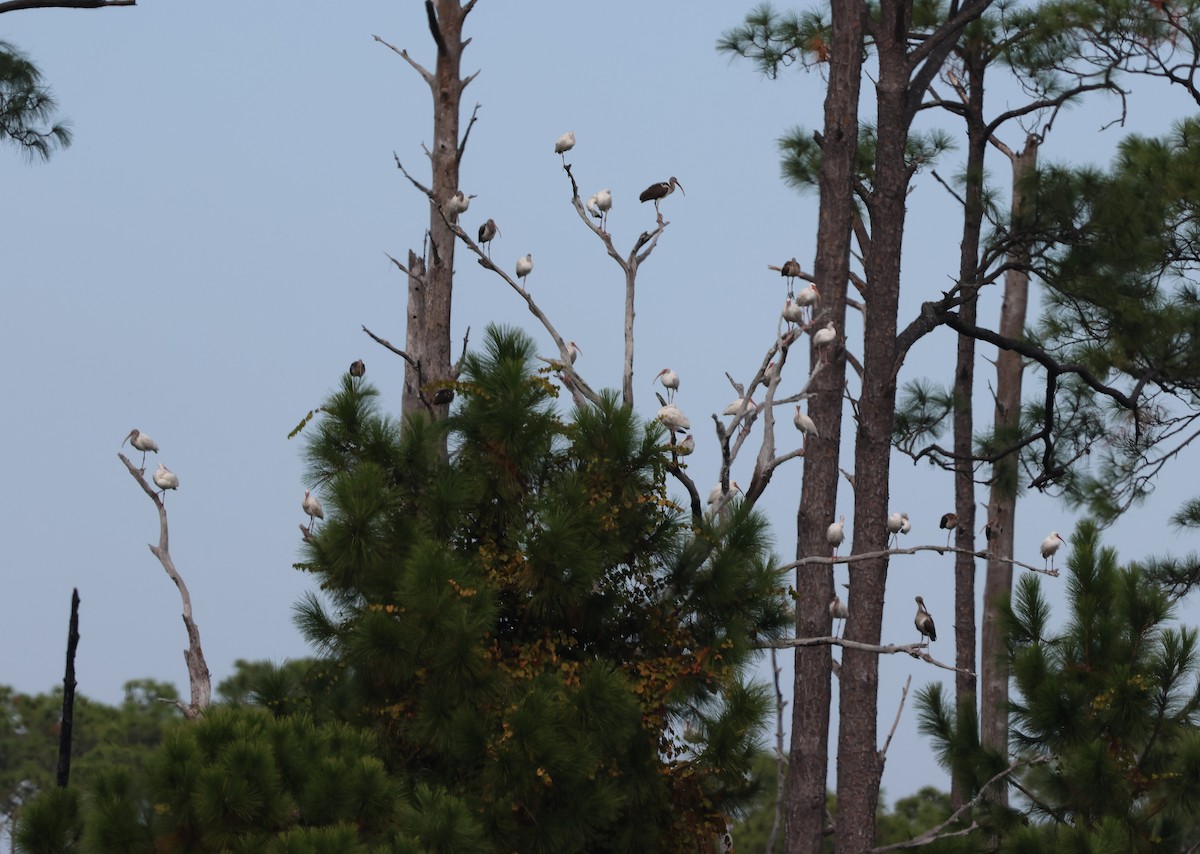 Ak Aynak - ML645085643