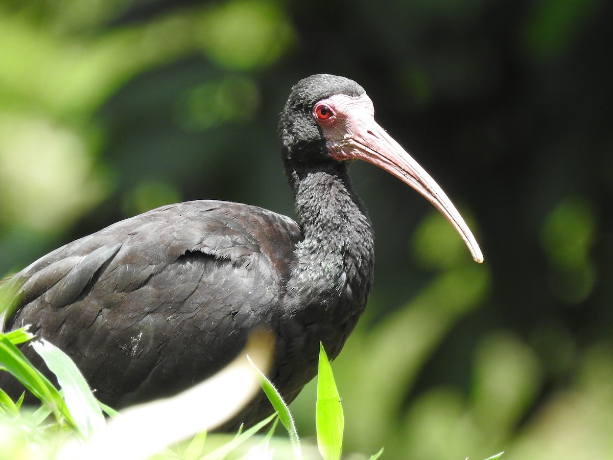 Ibis Afeitado - ML645085666