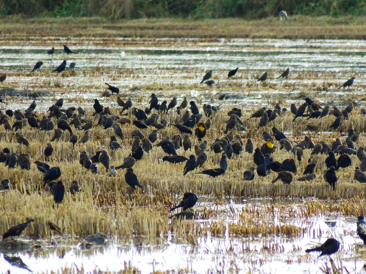 Yellow-headed Blackbird - ML645085689