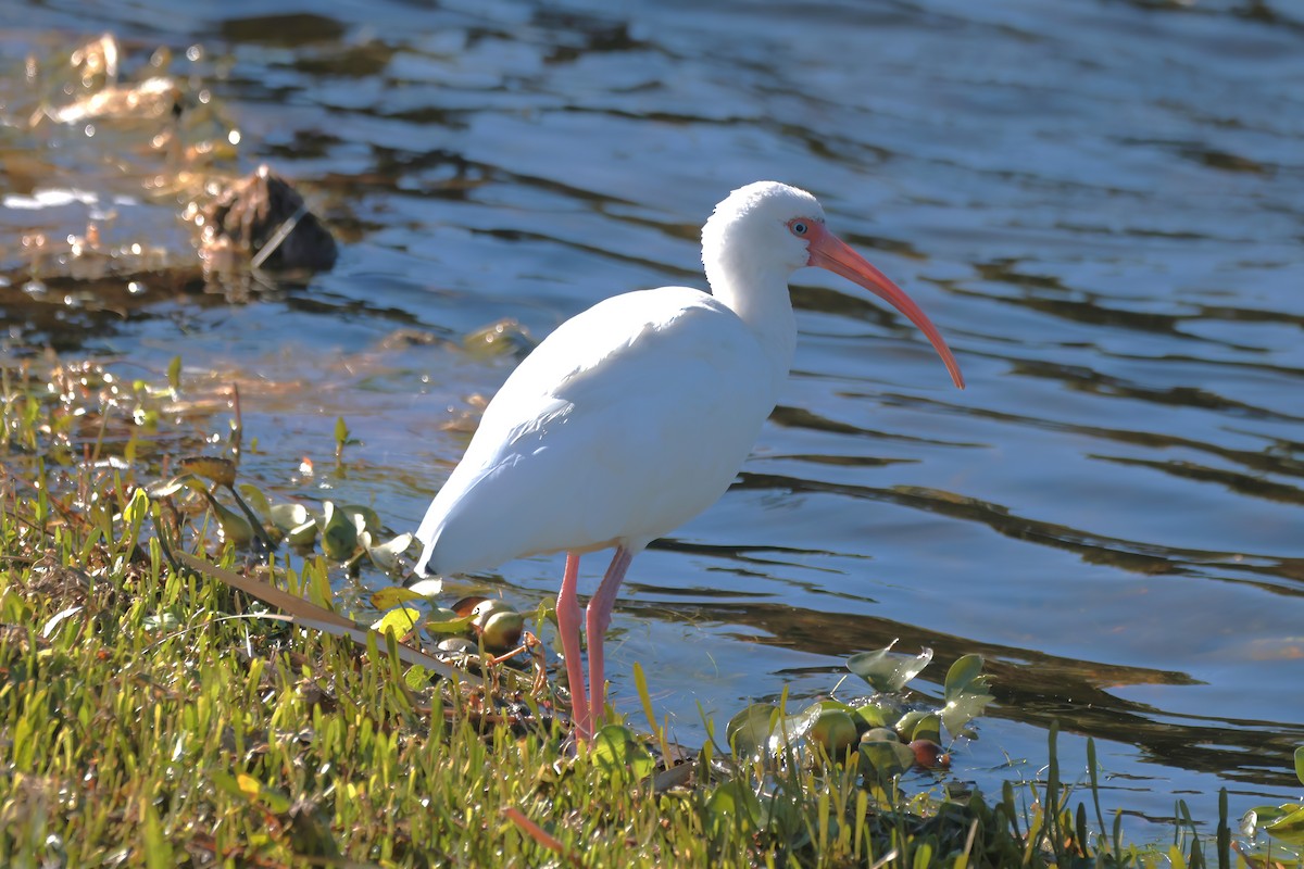 Ak Aynak - ML645085694