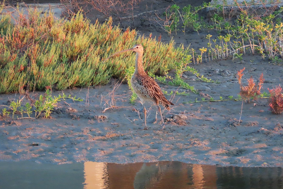 Long-billed Curlew - ML645085698