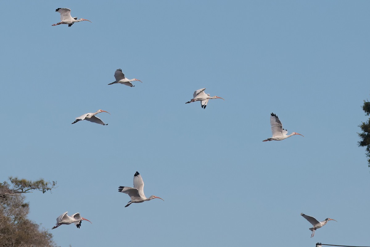 Ak Aynak - ML645085702