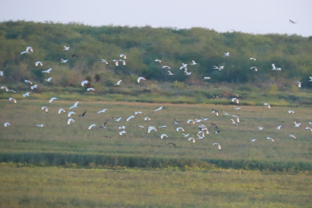 Ak Aynak - ML645085703