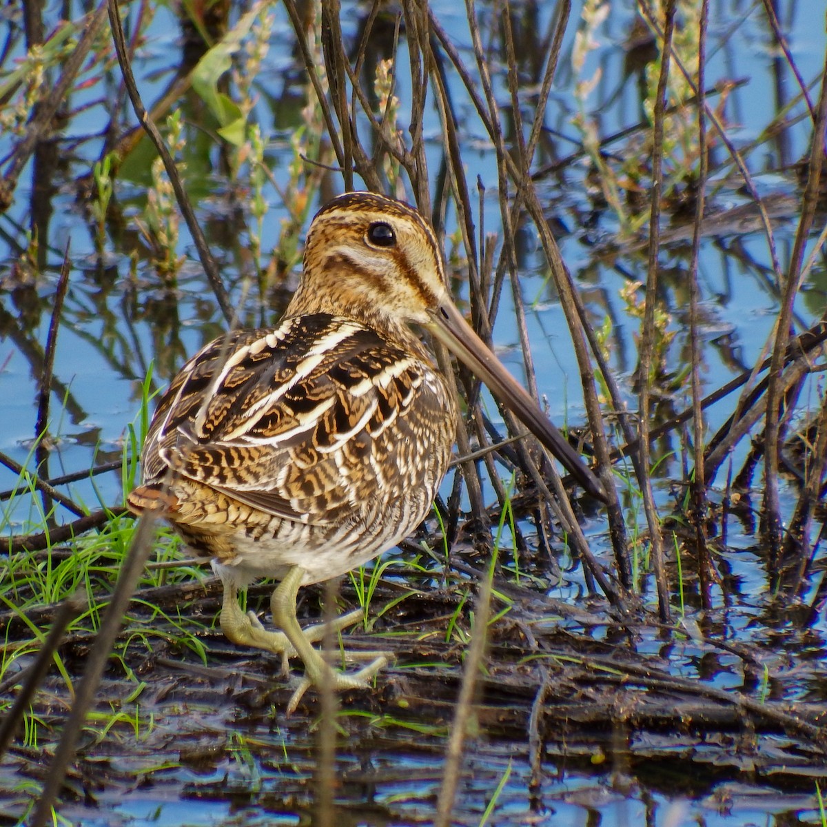 Wilson's Snipe - ML645085712