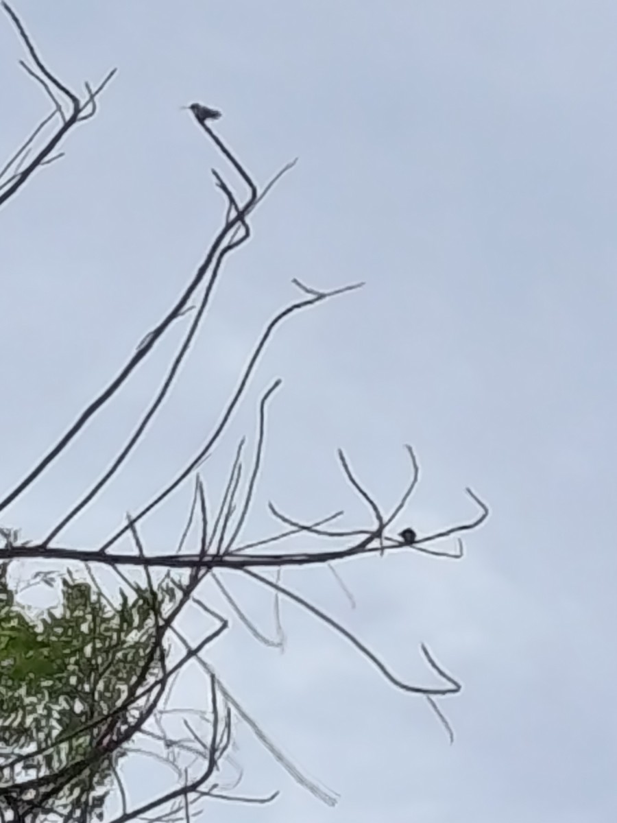 Cinnamon Hummingbird - ML645085732