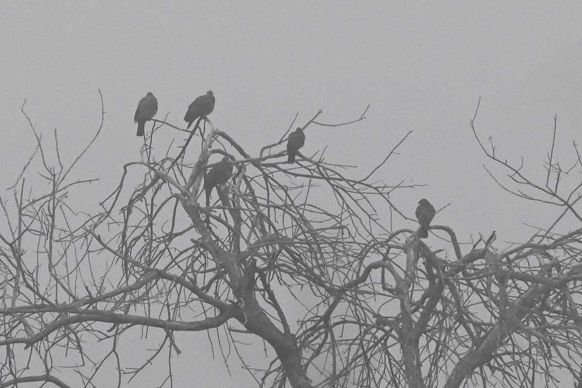 Red-billed Pigeon - ML645085741