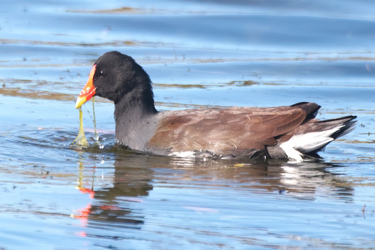 Amerika Sutavuğu - ML645085749