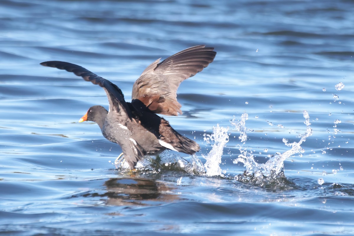 Amerika Sutavuğu - ML645085751