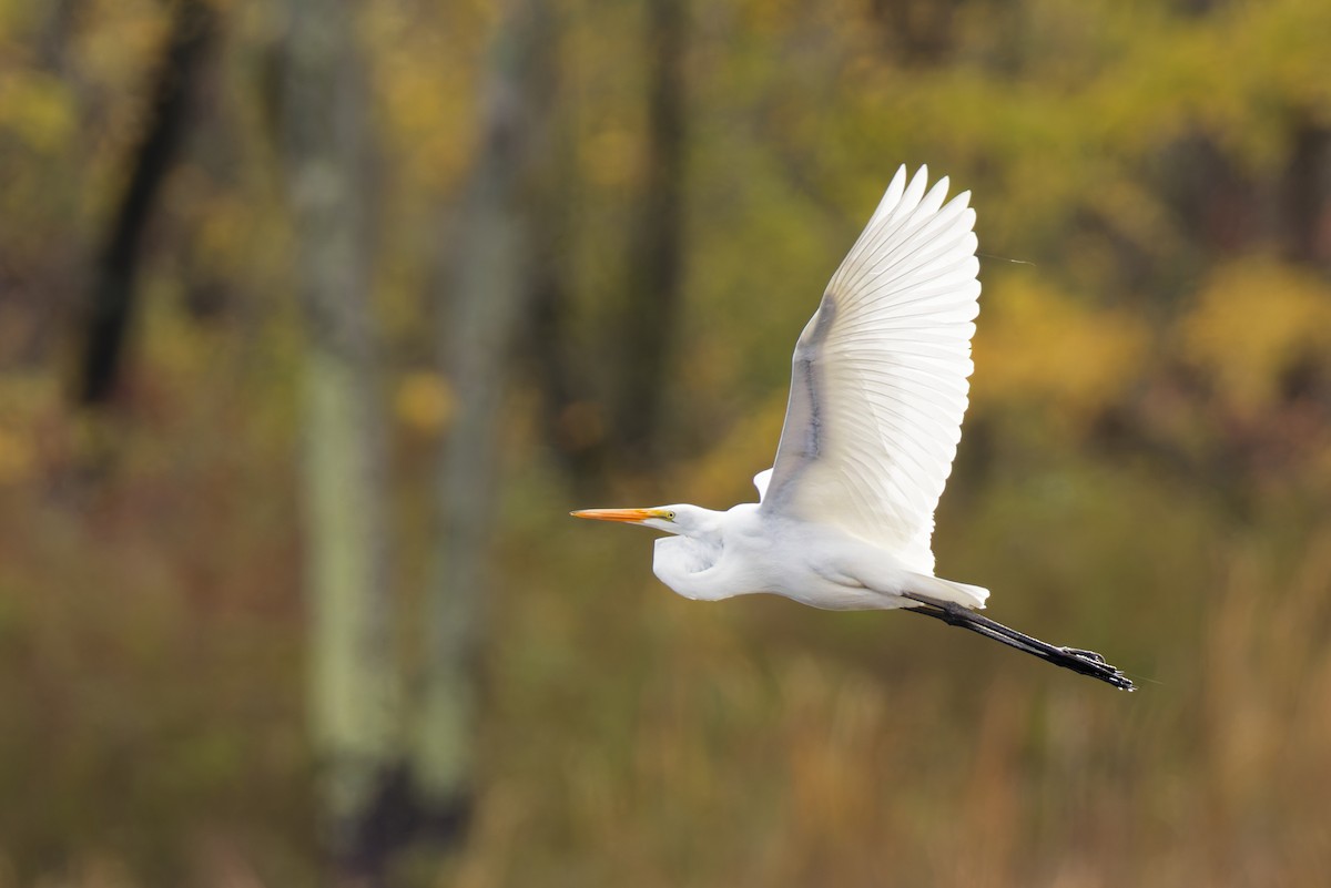 Great Egret - ML645085753