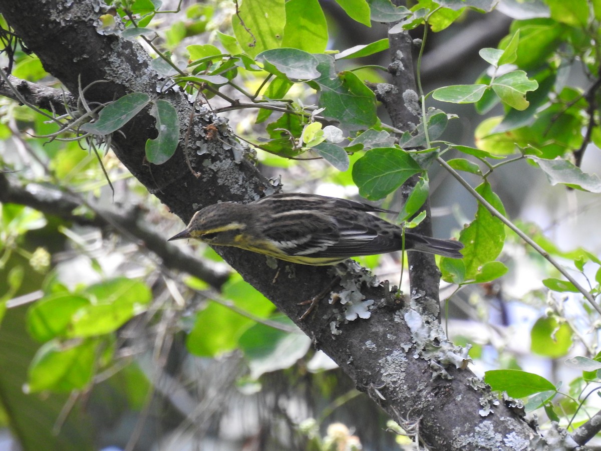 hemlokkparula - ML645085762