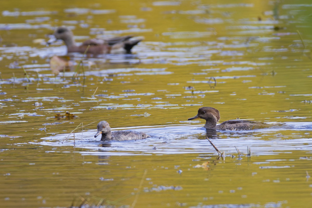 Hooded Merganser - ML645085763