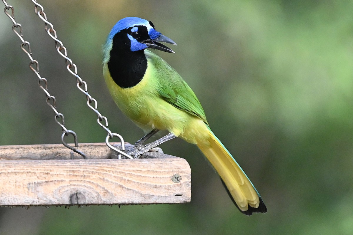 Green Jay - ML645085775
