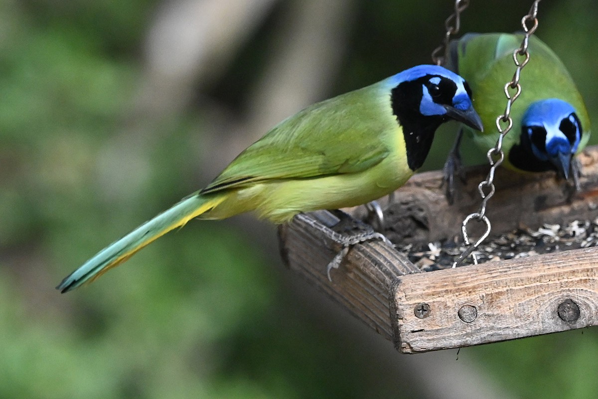 Green Jay - ML645085776