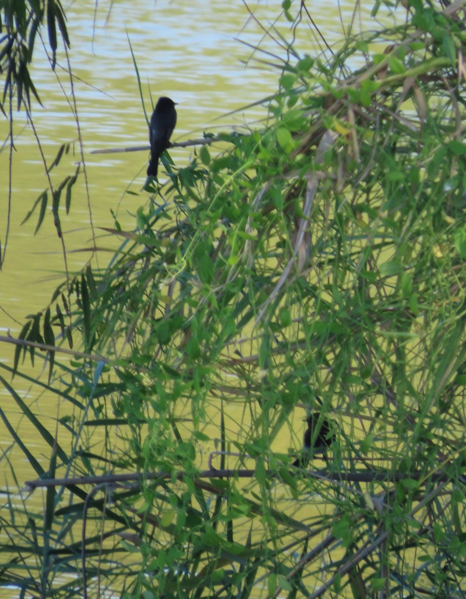 Black Phoebe - ML645085779