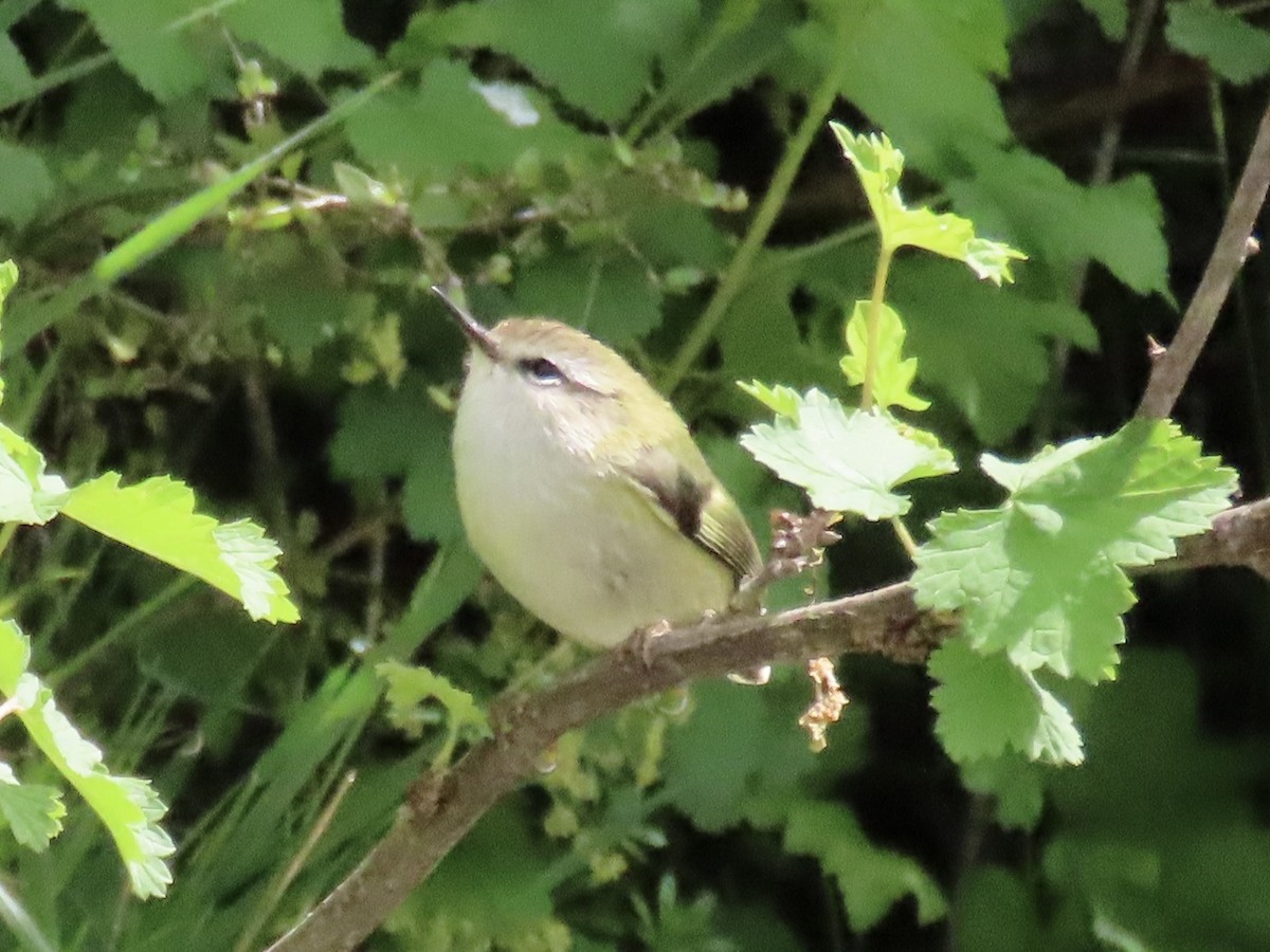 Rifleman - ML645085787