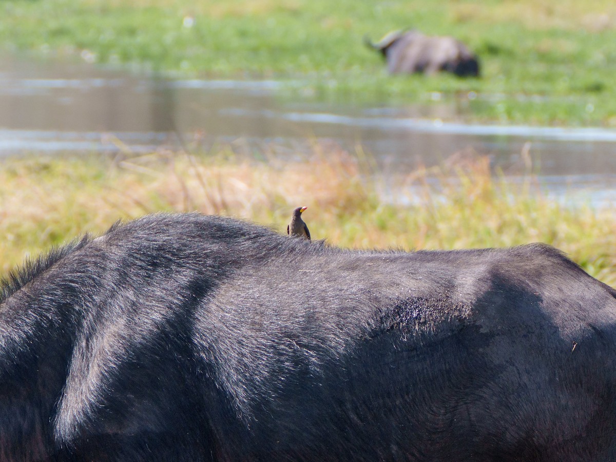 Yellow-billed Oxpecker - ML645085790