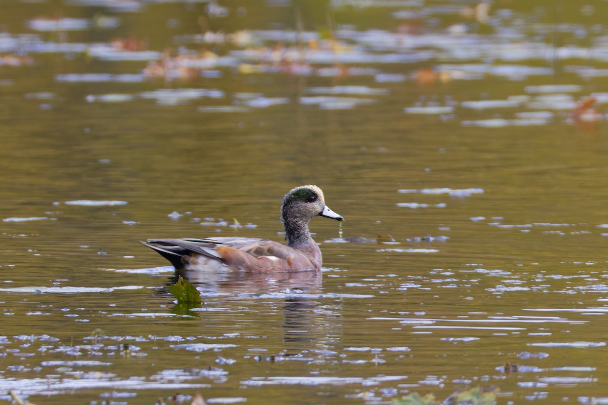 American Wigeon - ML645085811