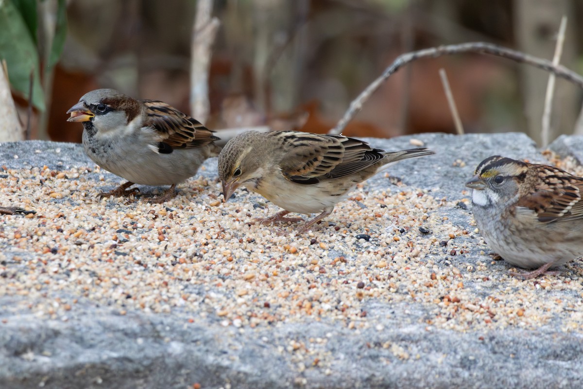 Dickcissel - ML645085836