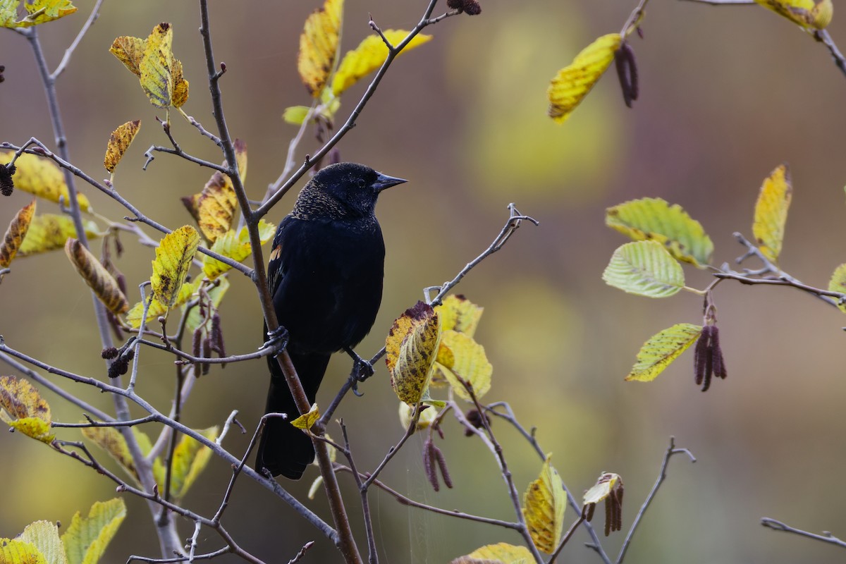 Red-winged Blackbird - ML645085850