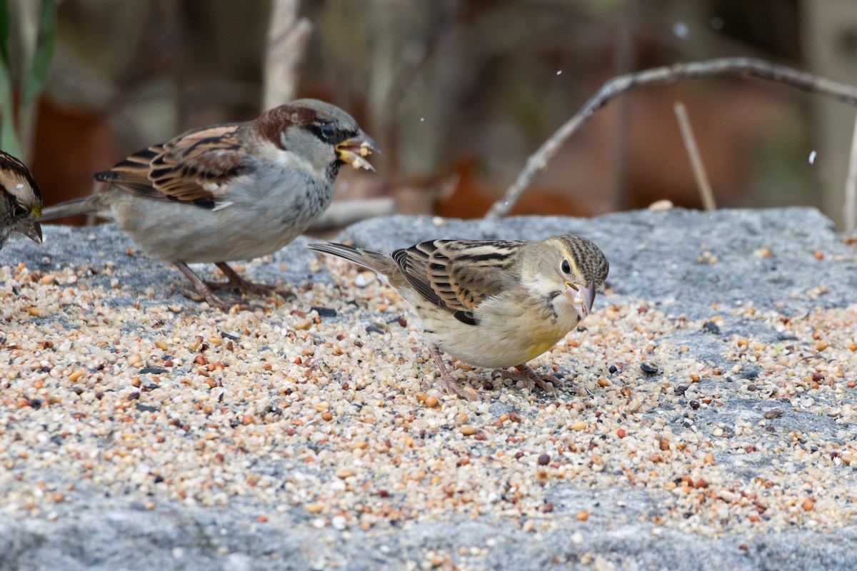 Dickcissel - ML645085851