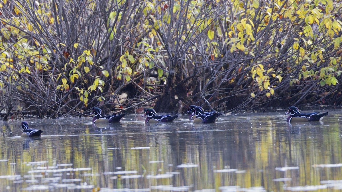 Wood Duck - ML645085862