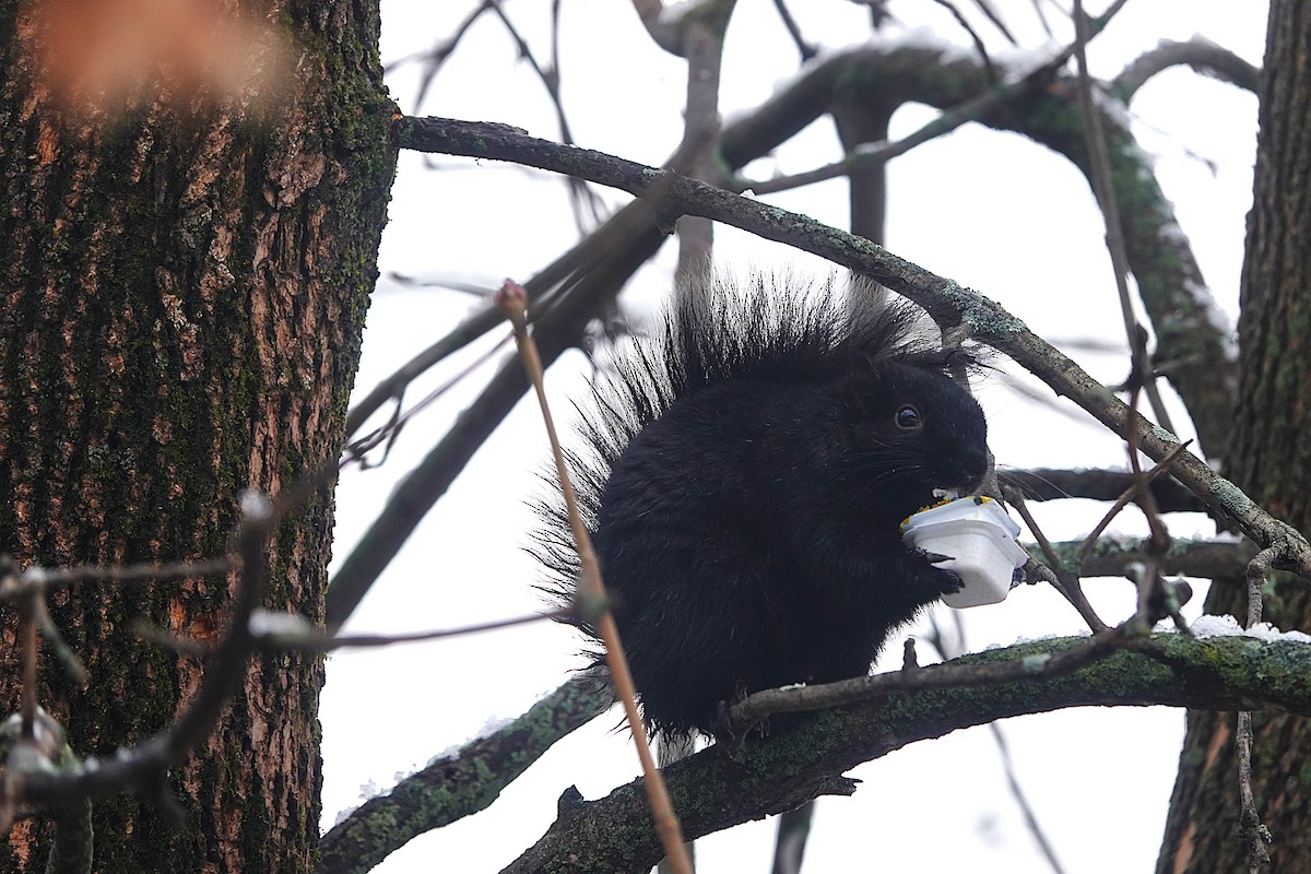 灰松鼠 - ML645085864