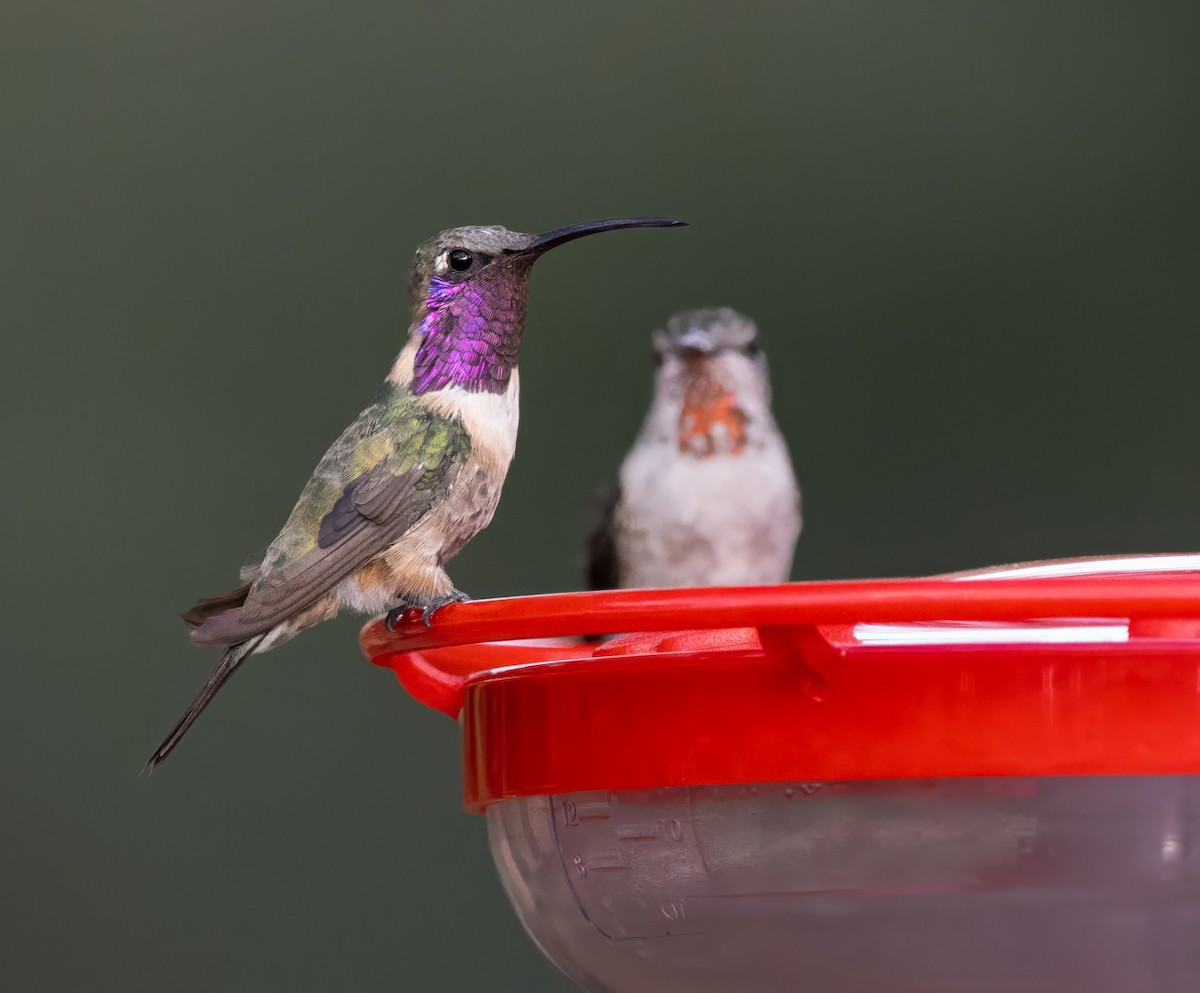 Lucifer Hummingbird - ML645085903