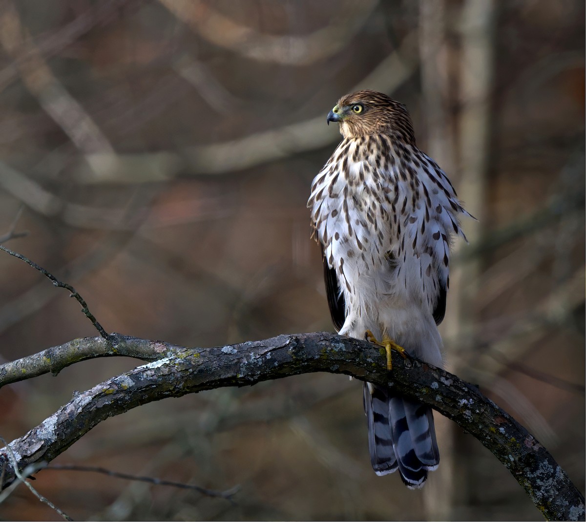 Cooper's Hawk - ML645085919