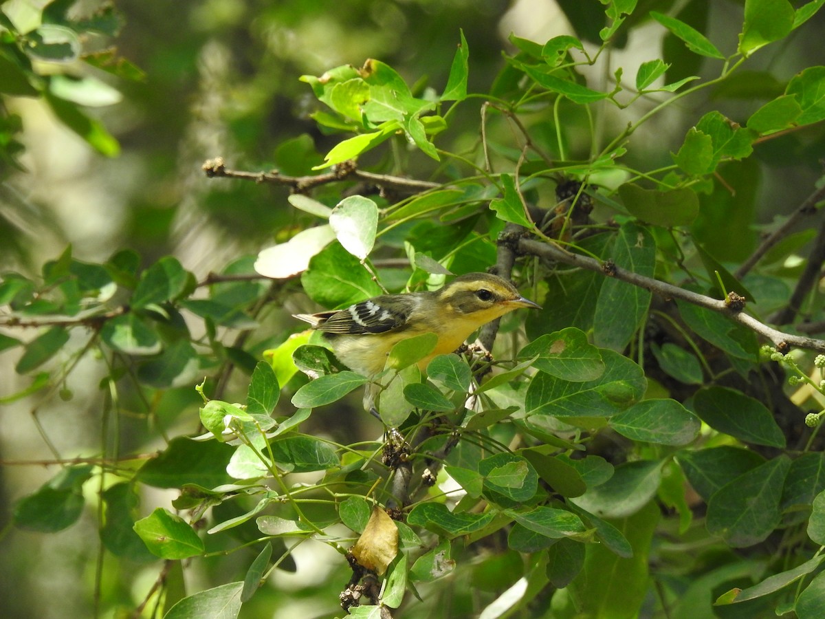 hemlokkparula - ML645085922