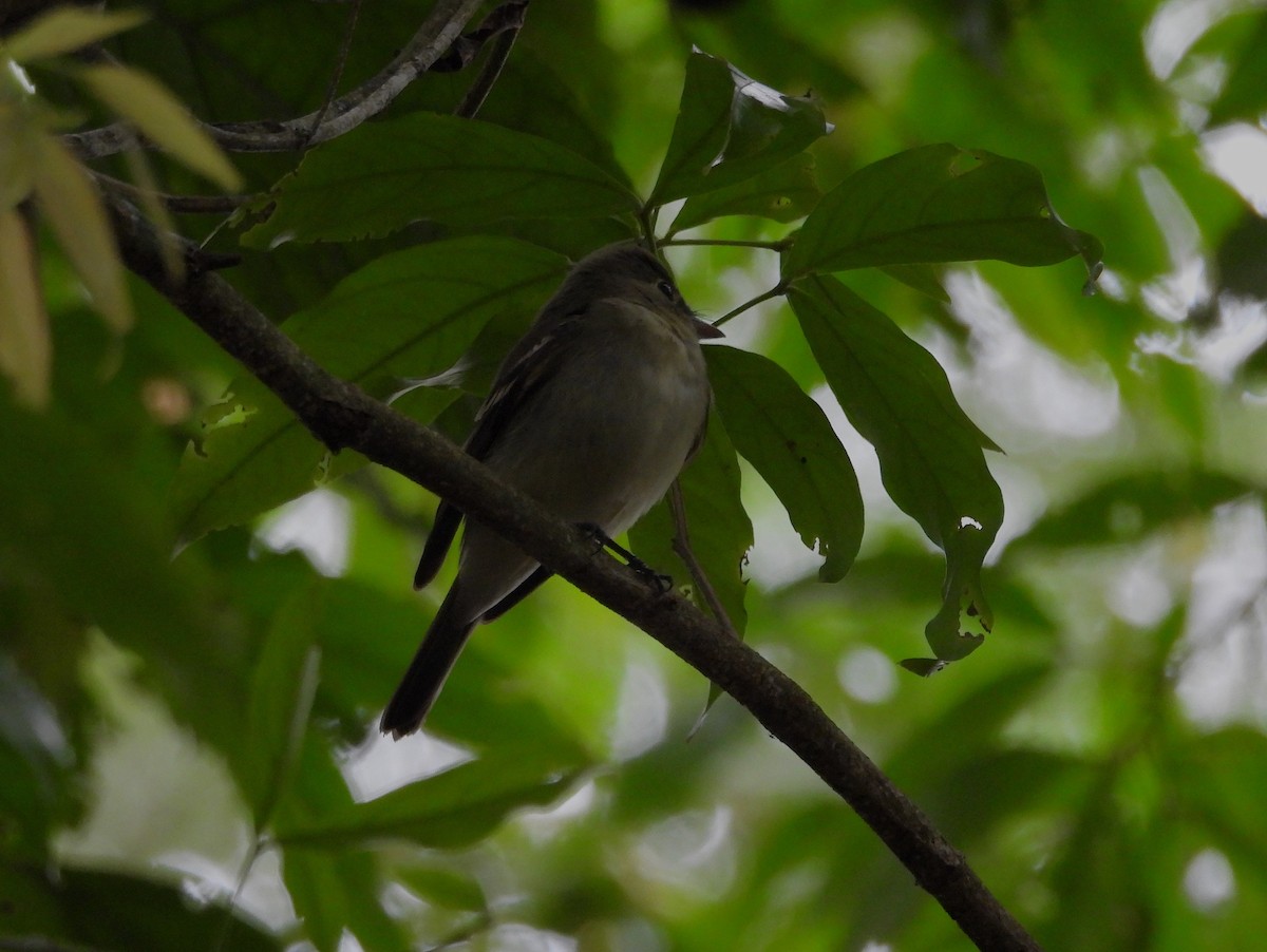 Acadian Flycatcher - ML645085923