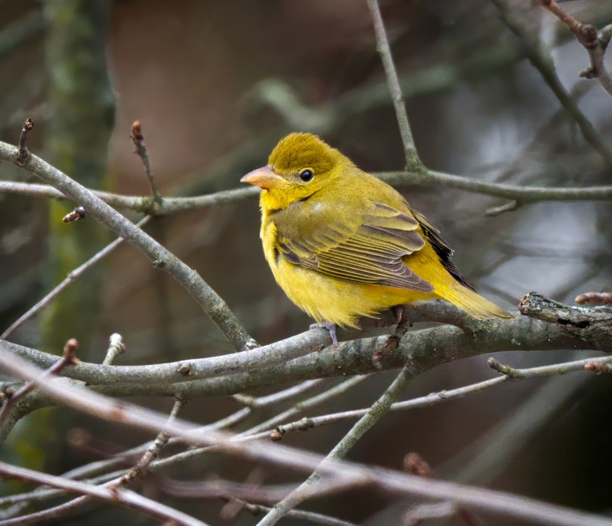 Summer Tanager - ML645085934
