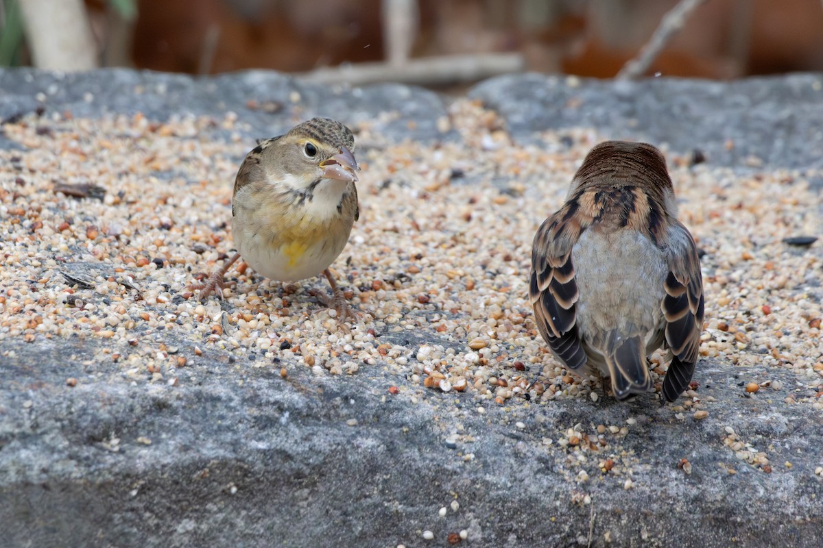 Dickcissel - ML645085944