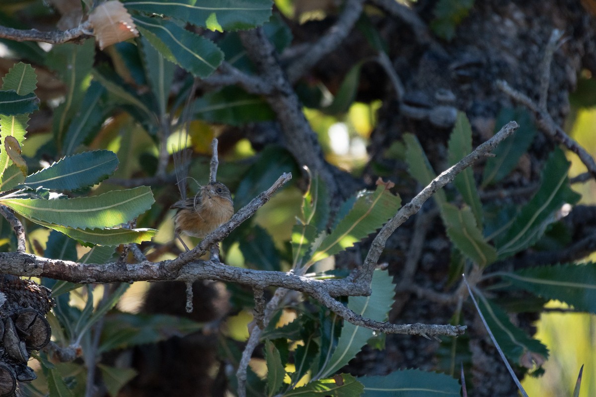 Southern Emuwren - ML645085945