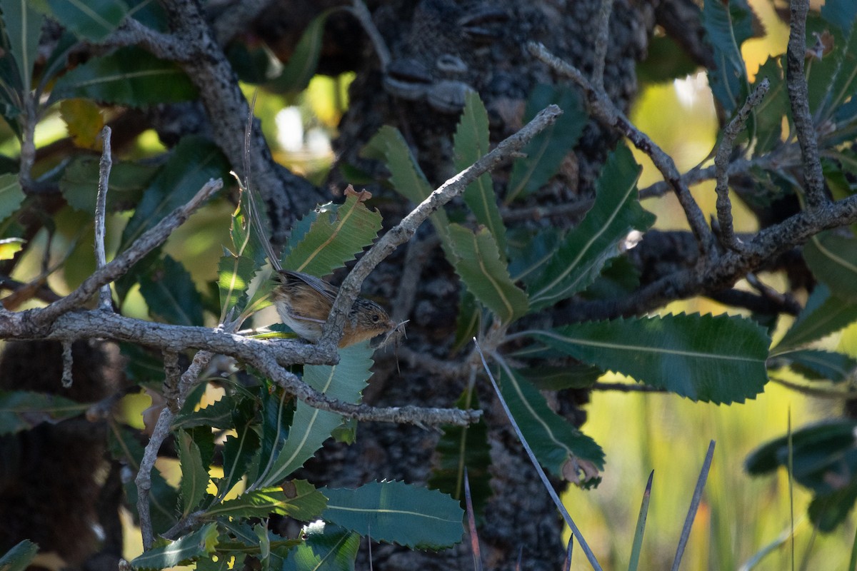 Southern Emuwren - ML645085946
