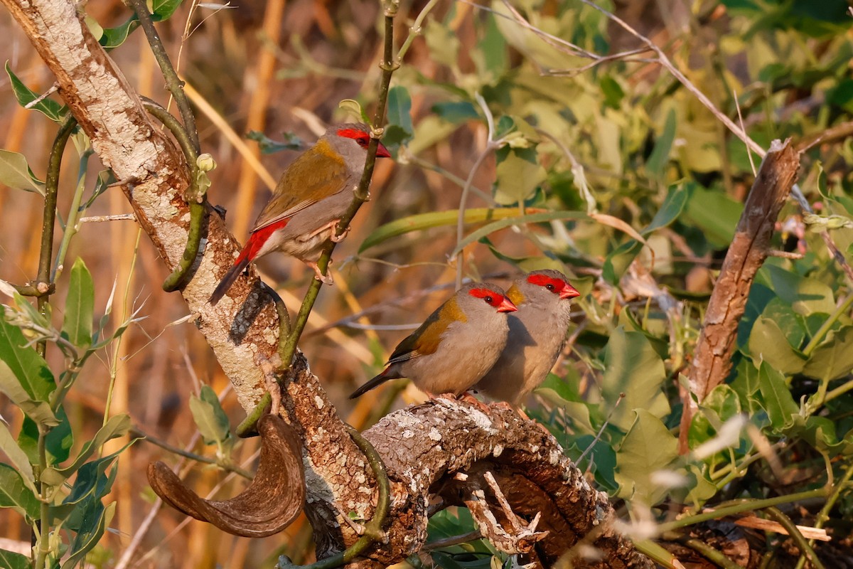 Red-browed Firetail - ML645085962