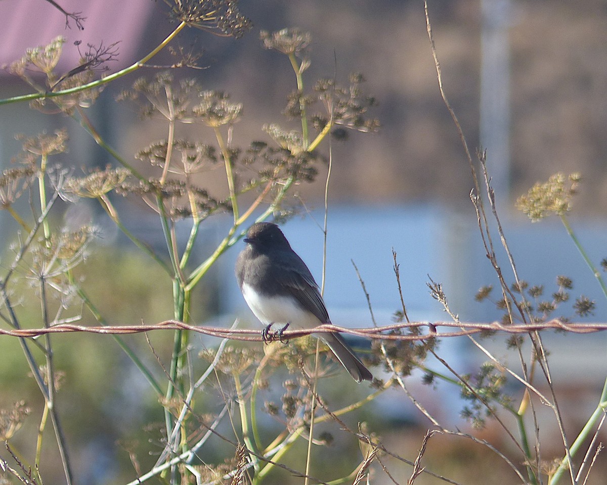 Black Phoebe - ML645085964