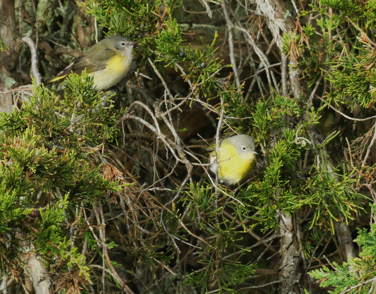 סבכון חכלילי - ML645085970