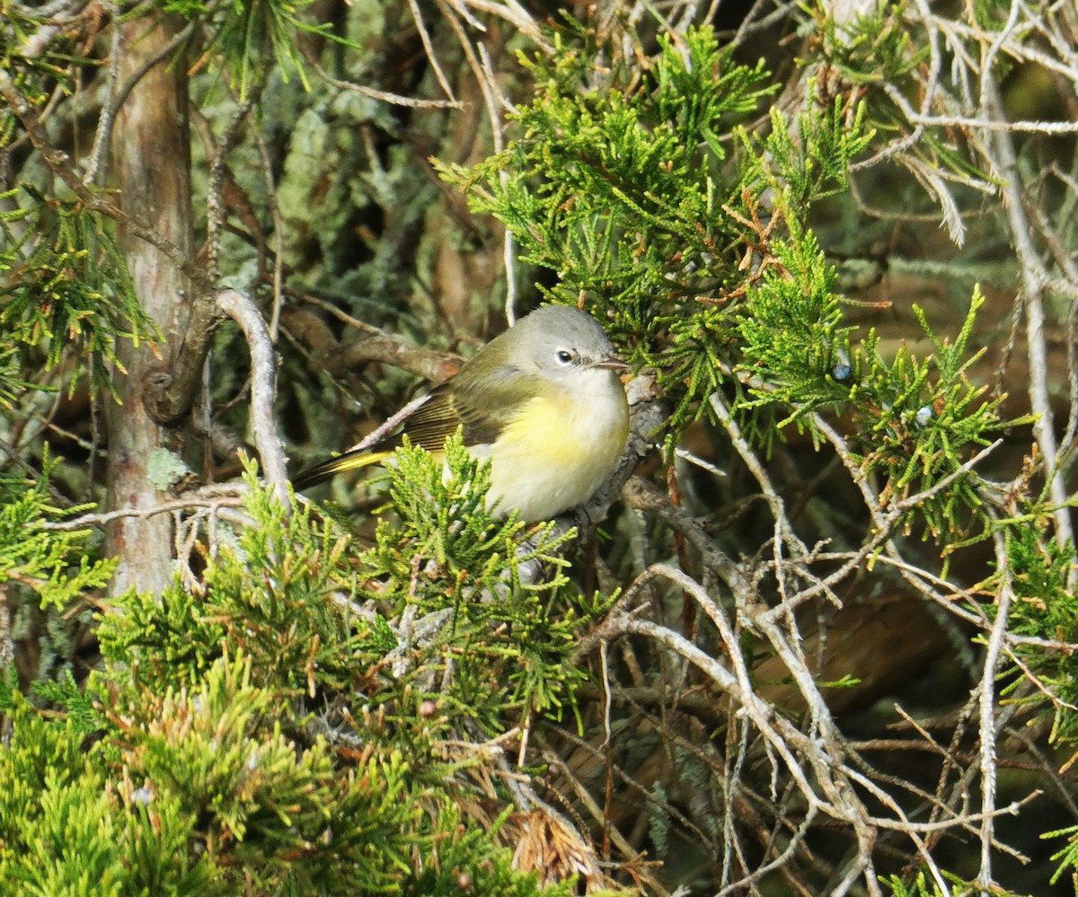 סבכון חכלילי - ML645085975