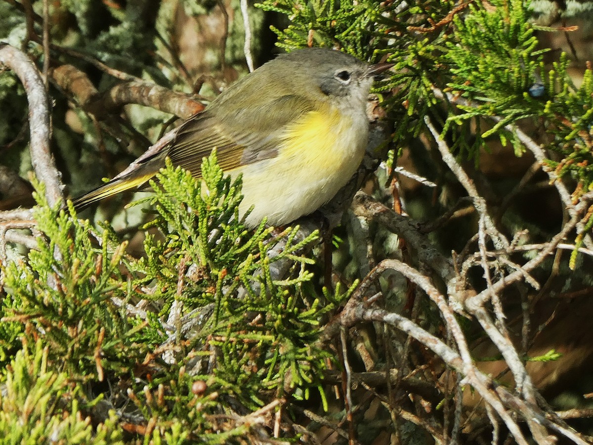 סבכון חכלילי - ML645085976