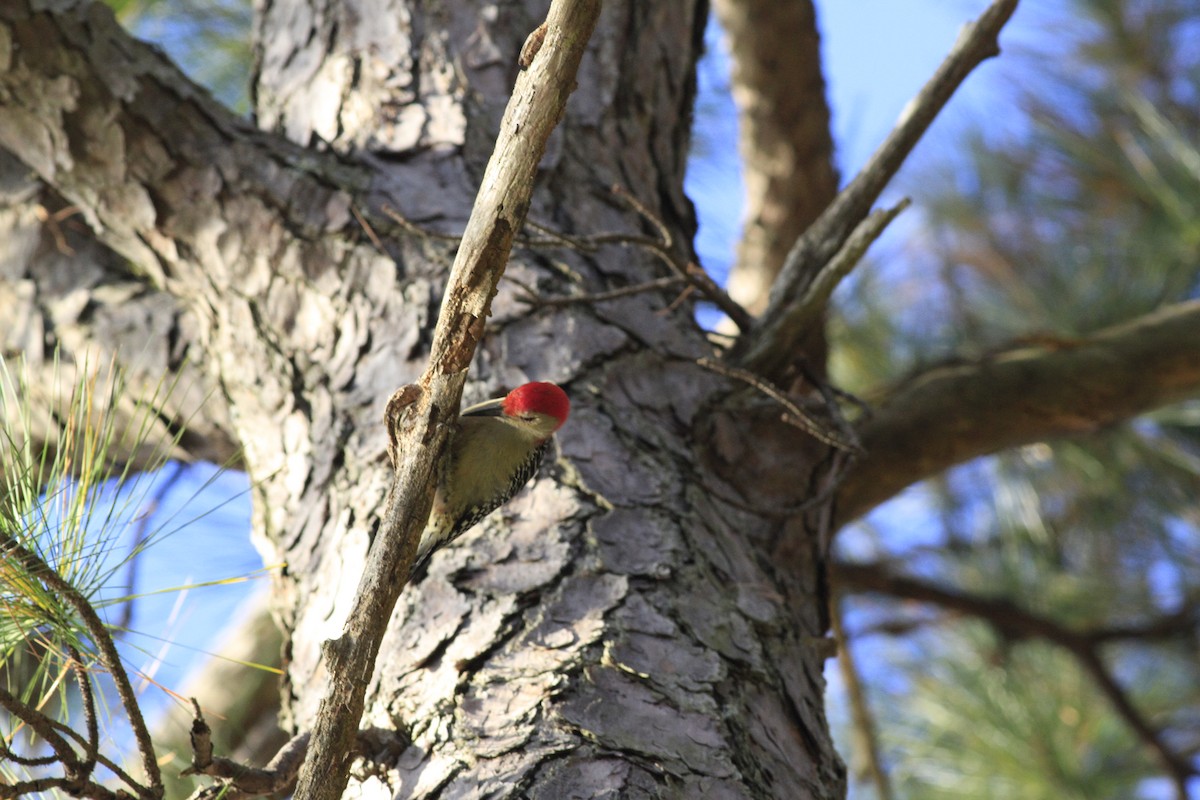Red-bellied Woodpecker - ML645085977