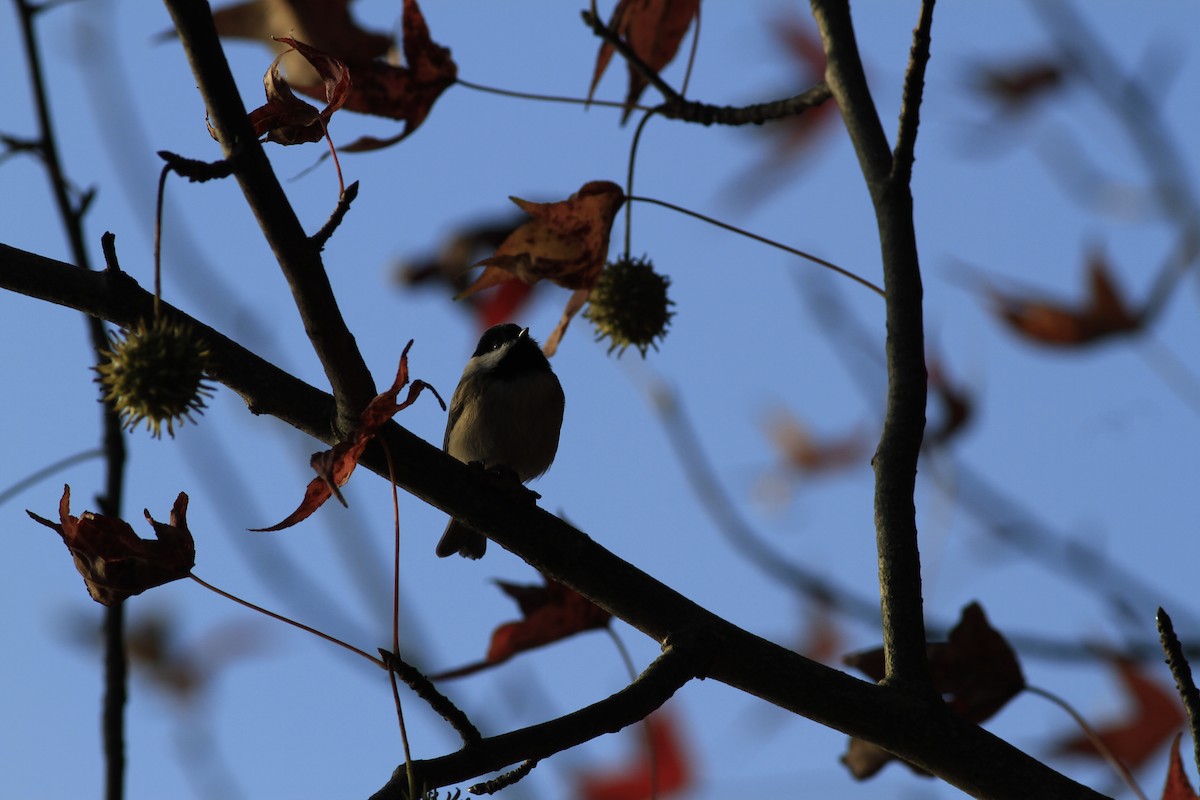 Каролинская гаичка - ML645085987