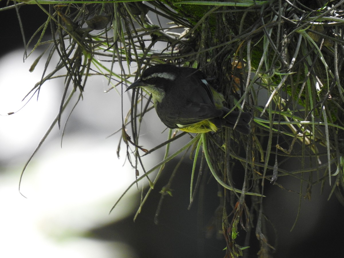 Sucrier à ventre jaune (groupe luteola) - ML645085988