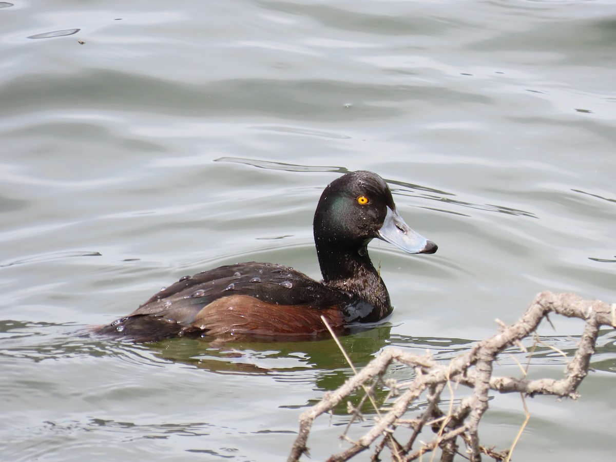 New Zealand Scaup - ML645085989
