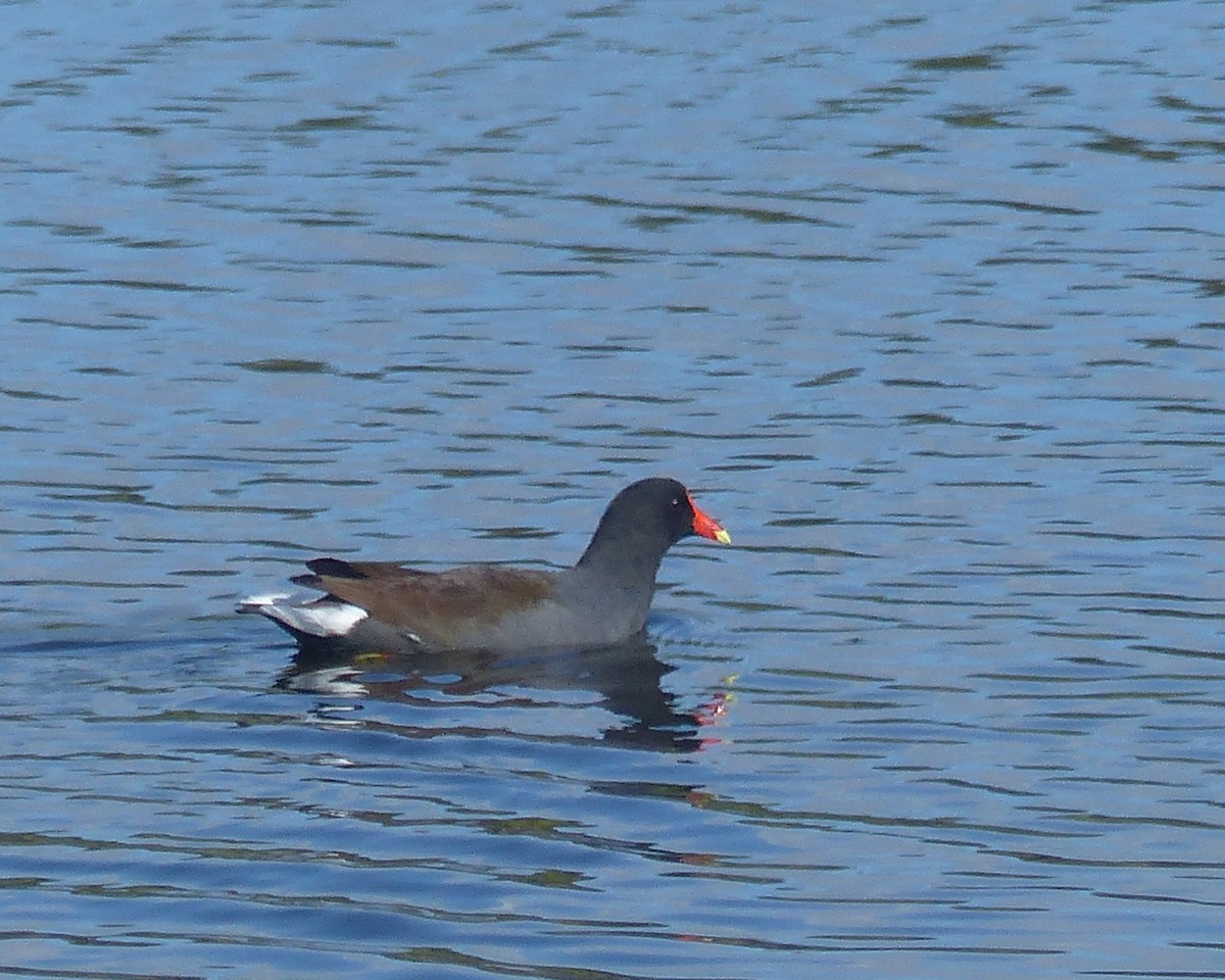 Amerika Sutavuğu [galeata grubu] - ML645085990