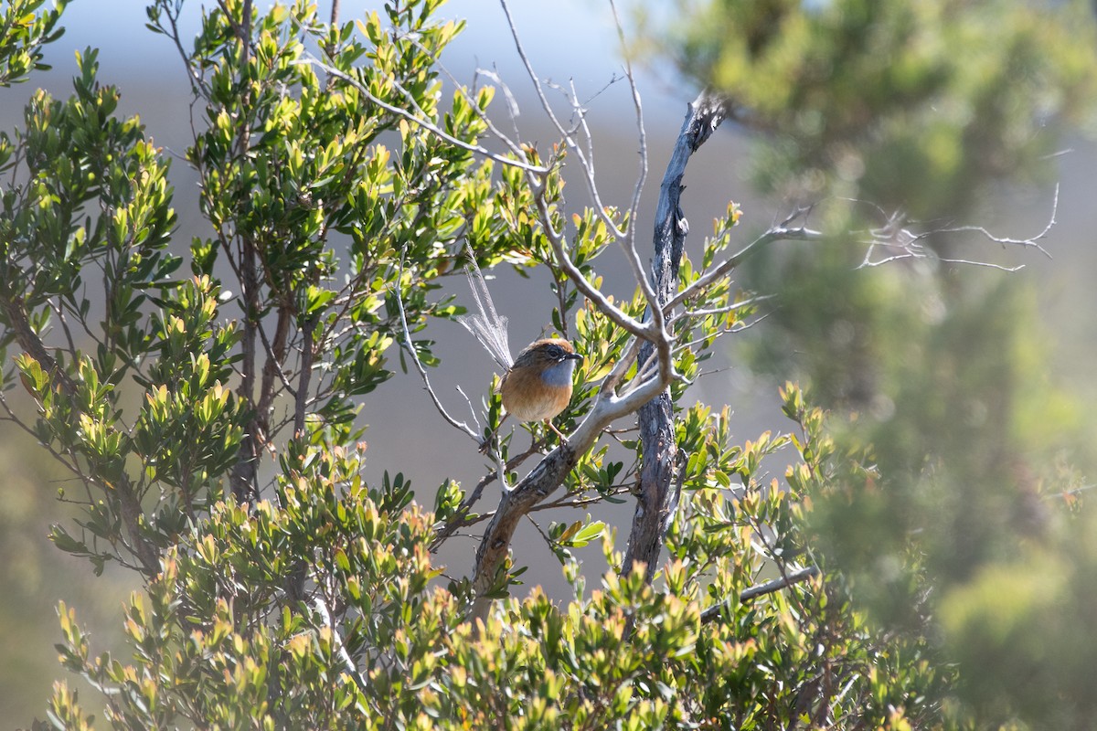 Southern Emuwren - ML645086002